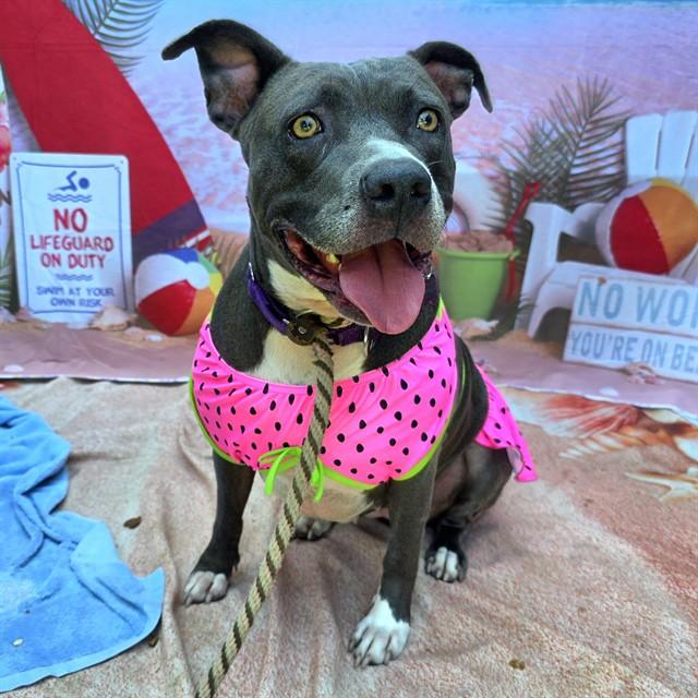 Enlarge FUCHSIA, a Adoptable Pit Bull Terrier in Long Beach, CA image 1/1