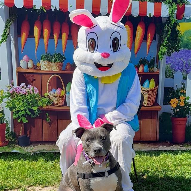 Enlarge FUCHSIA, a Adoptable Pit Bull Terrier in Long Beach, CA image 1/1