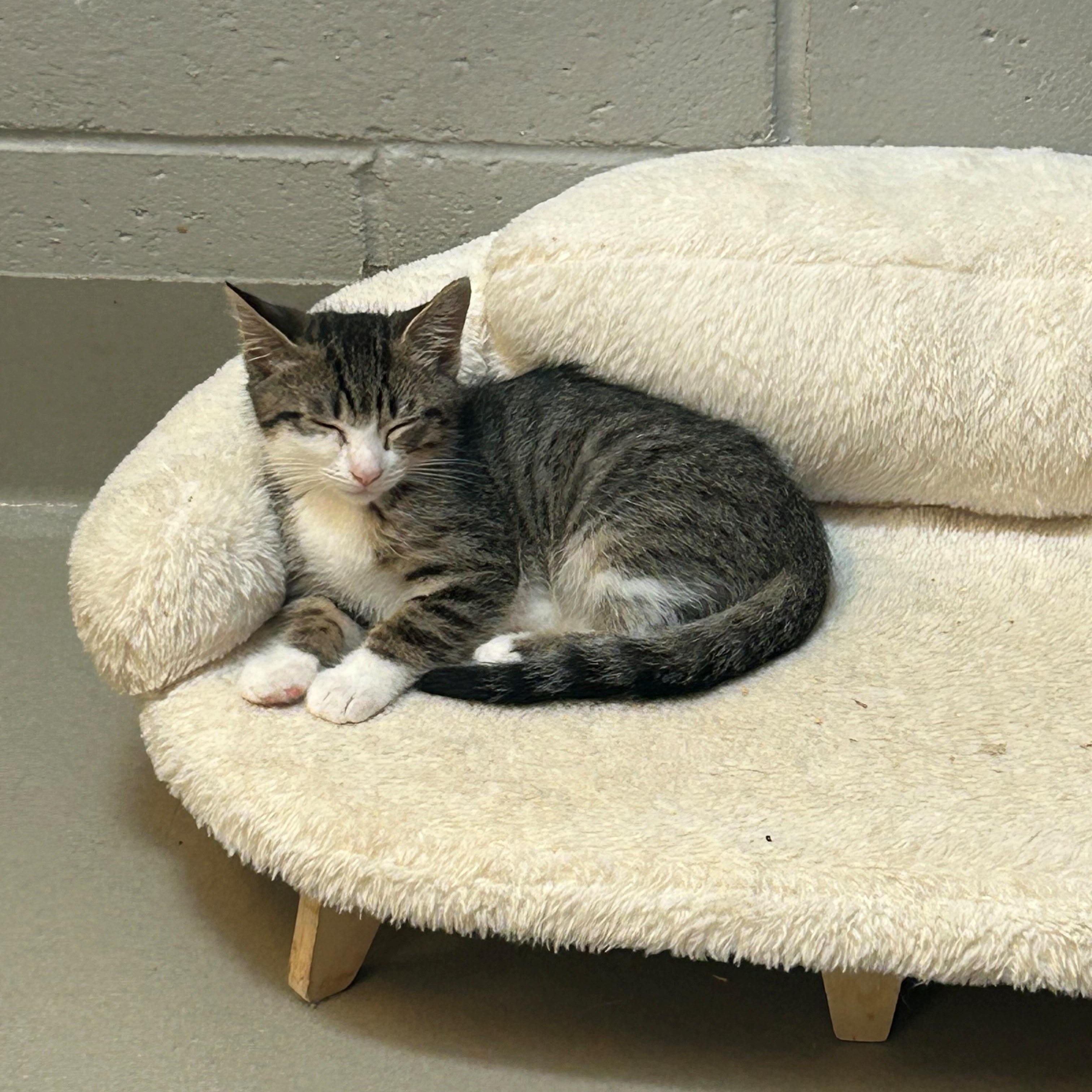 Kimchi, Young Male Domestic Short Hair