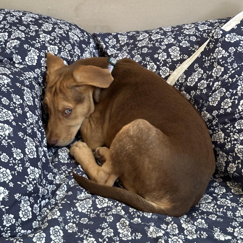 LOUIE, a Adoptable mixed breed in Cordova, TN image 2/6