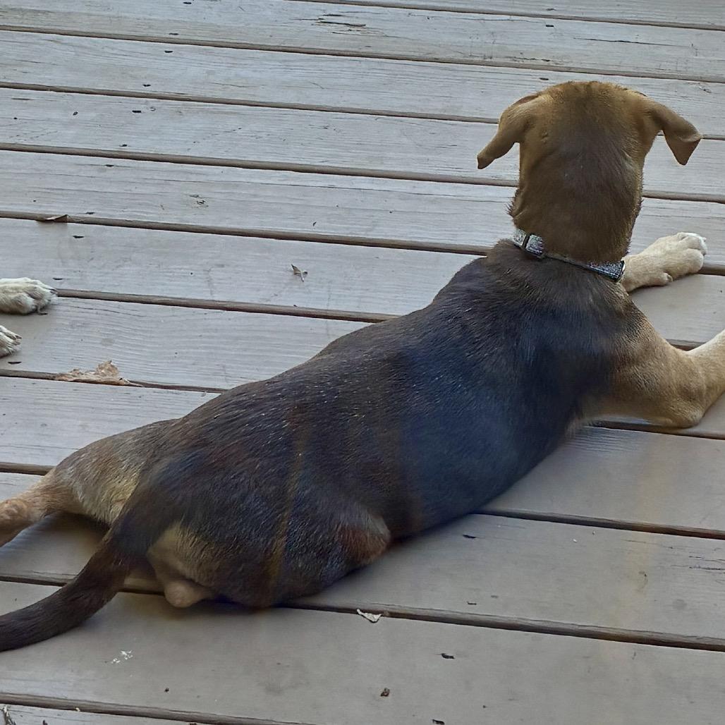 LOUIE, a Adoptable mixed breed in Cordova, TN image 3/6