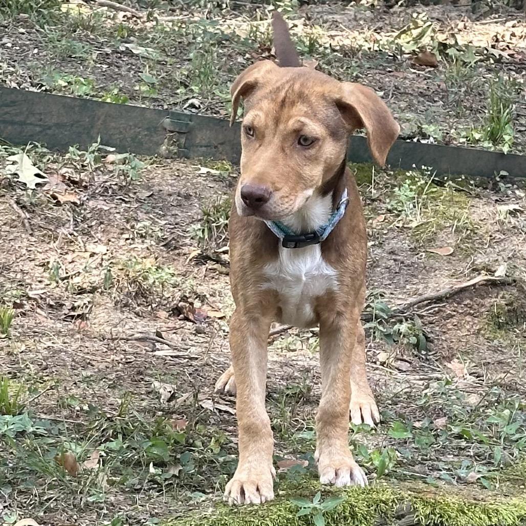 LOUIE, a Adoptable mixed breed in Cordova, TN image 4/6