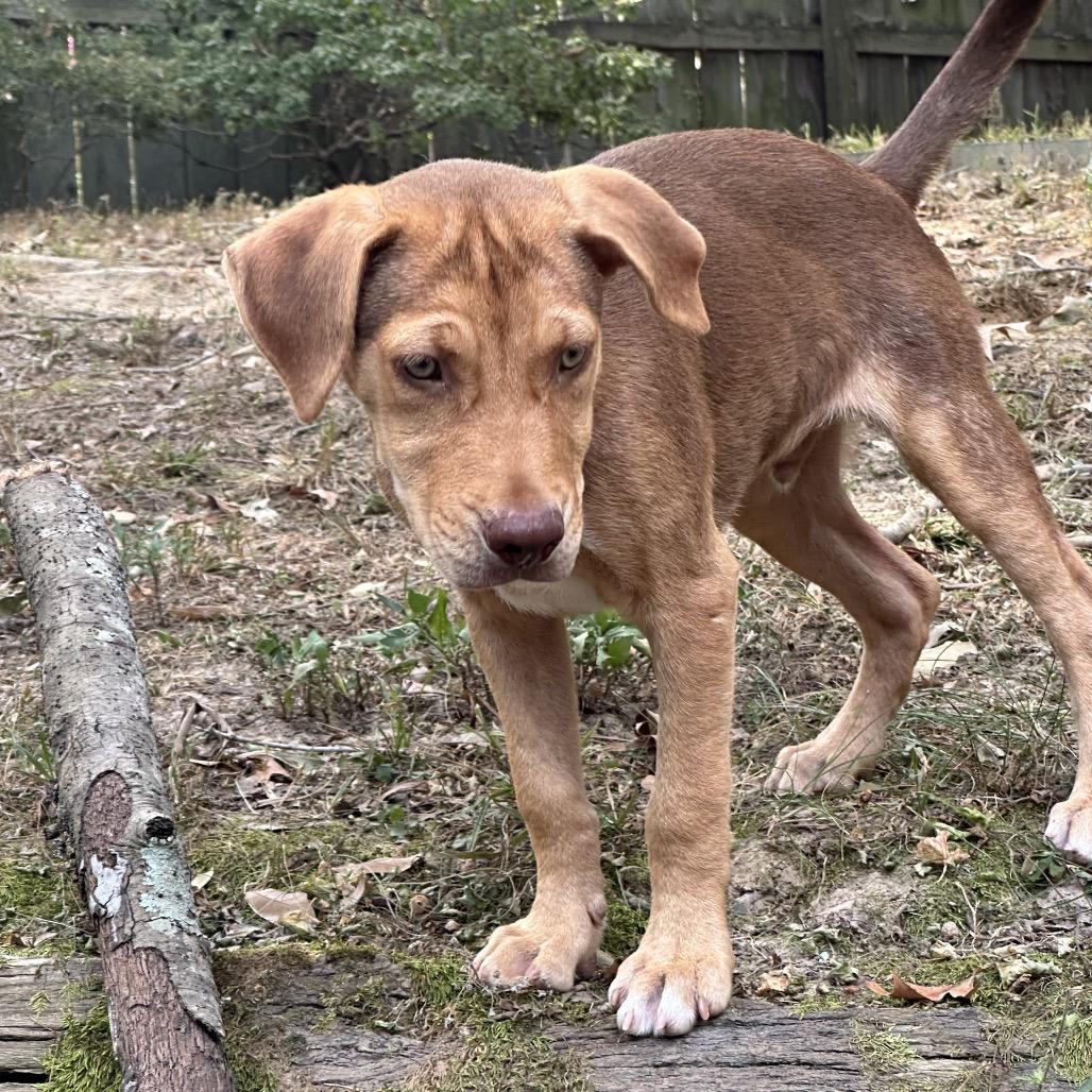 LOUIE, a Adoptable mixed breed in Cordova, TN image 6/6