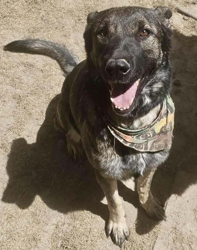 Diesel, an adoptable German Shepherd Dog in Pocatello, ID, 83202 | Photo Image 2