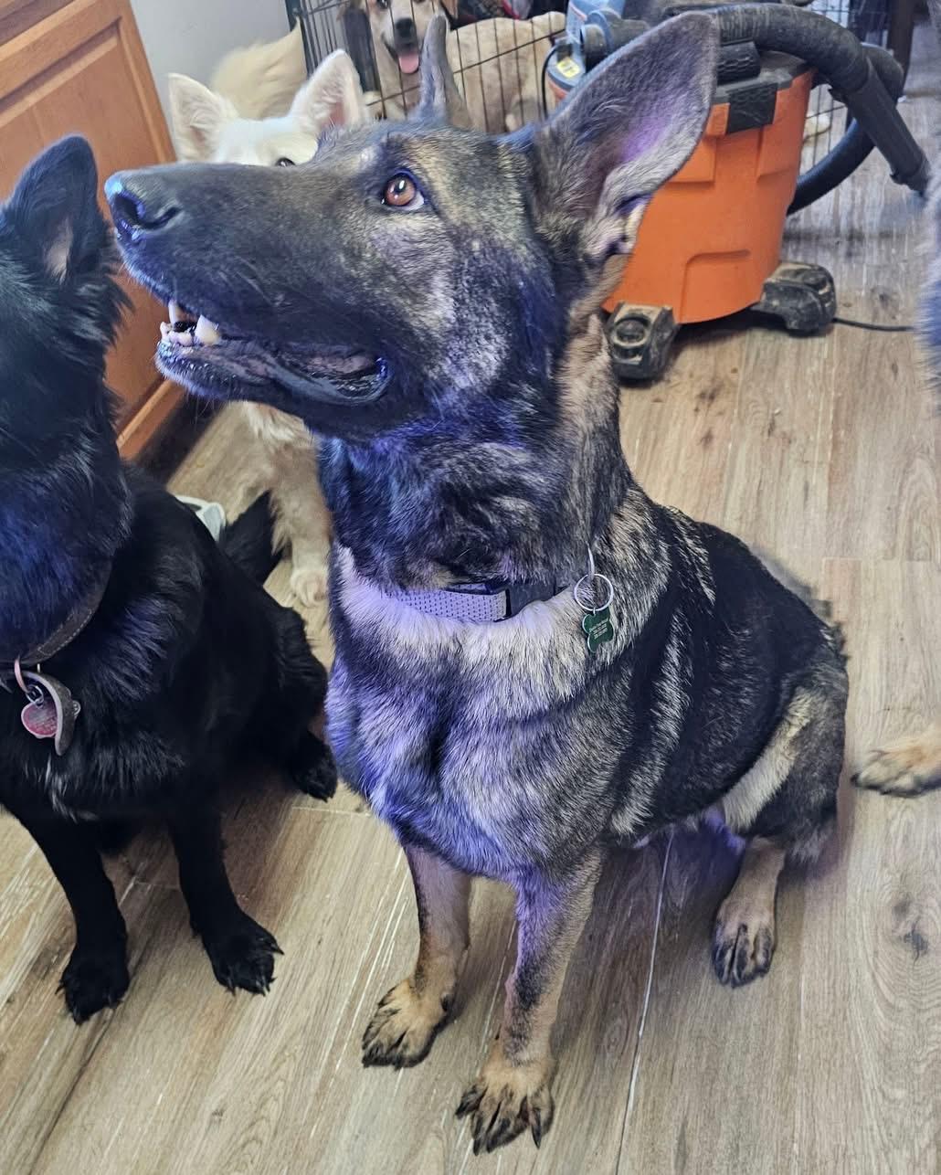 Diesel, an adoptable German Shepherd Dog in Pocatello, ID, 83202 | Photo Image 3