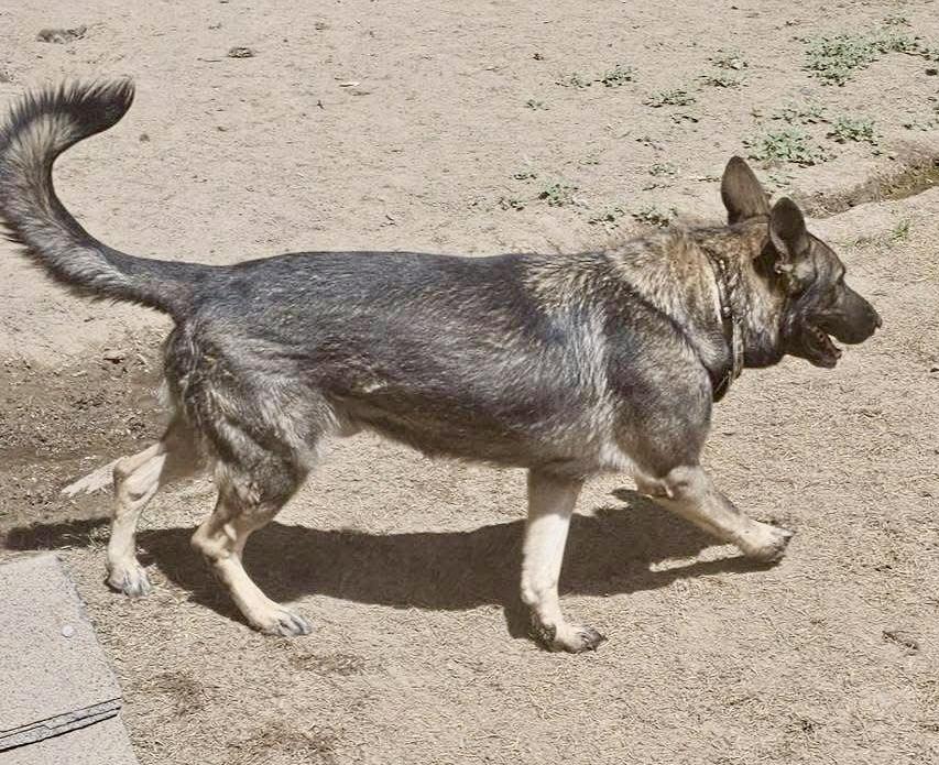 Diesel, an adoptable German Shepherd Dog in Pocatello, ID, 83202 | Photo Image 4