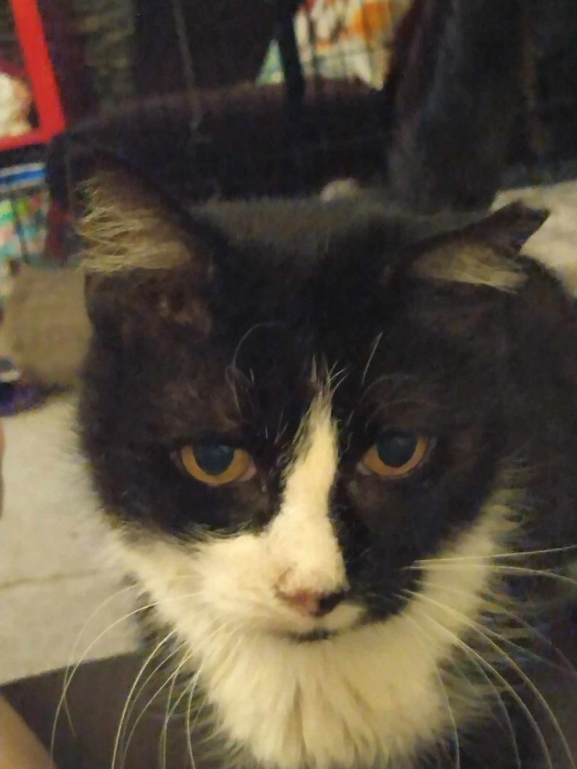 Enlarge Matilda, a Adoptable Tuxedo in Yukon, OK image 2/3