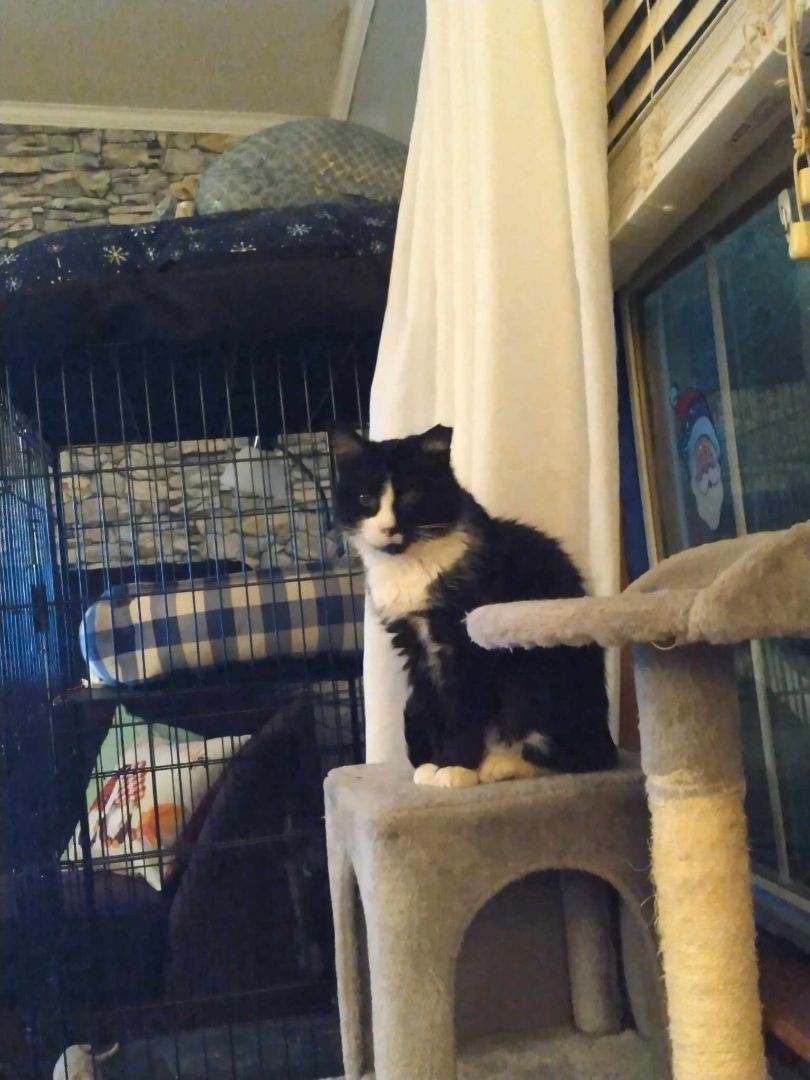 Enlarge Matilda, a Adoptable Tuxedo in Yukon, OK image 3/3