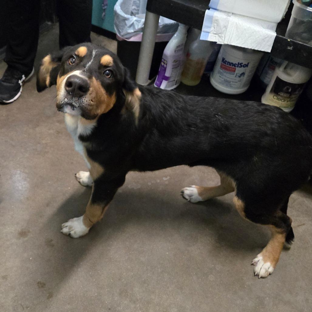 Licorice, adopted, Young Female Great Pyrenees & Mixed Breed.