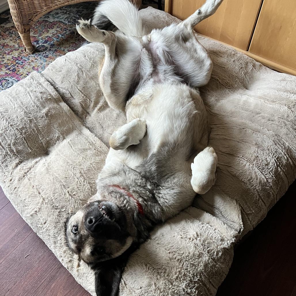 Casey, a Adoptable Anatolian Shepherd in Cathlamet, WA image 1/6