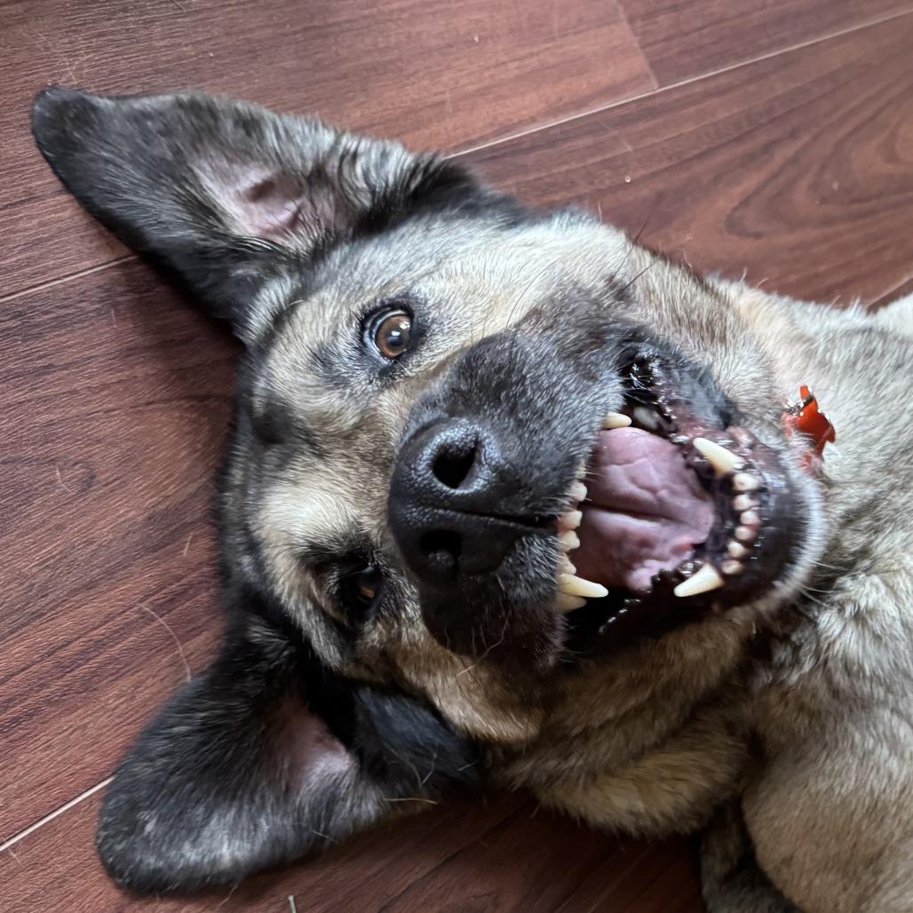 Casey, Adoptable, Adult Female Anatolian Shepherd.