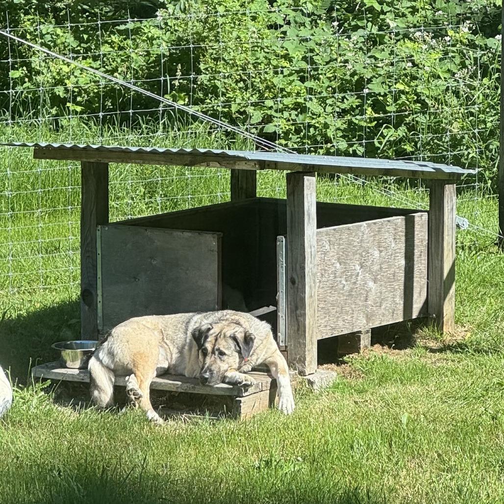 Casey, a Adoptable Anatolian Shepherd in Cathlamet, WA image 3/6