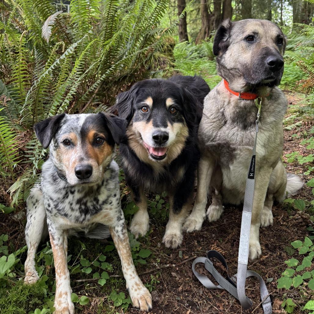 Casey, a Adoptable Anatolian Shepherd in Cathlamet, WA image 4/6