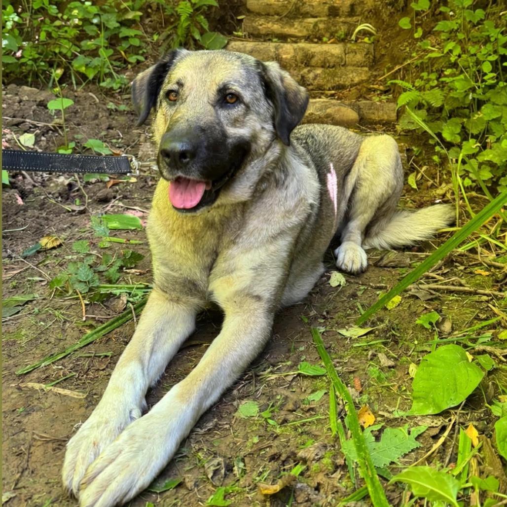 Casey, a Adoptable Anatolian Shepherd in Cathlamet, WA image 5/6