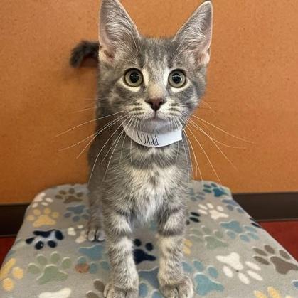 Percy, adopted, Kitten Male Domestic Short Hair.