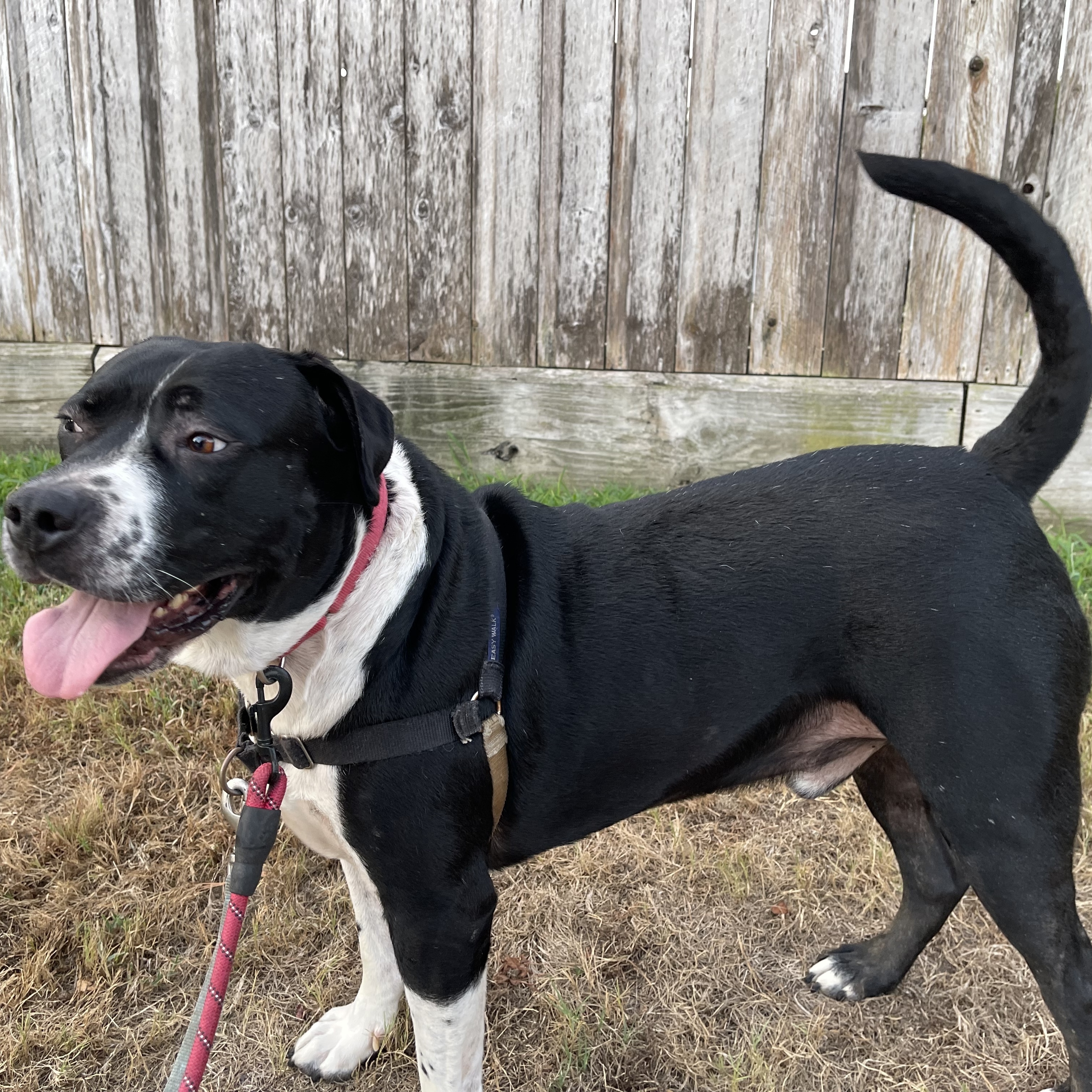 RITCHEY ROO (aka Richard)