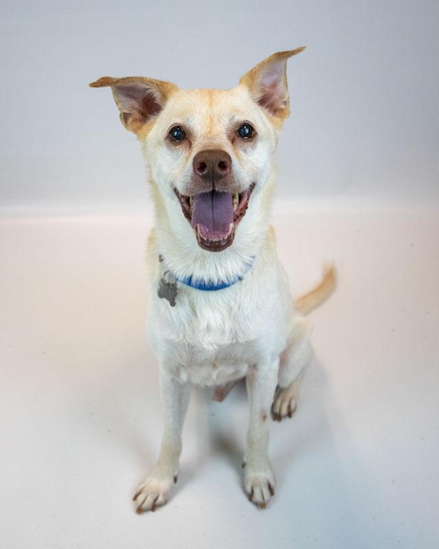 Greyson, a Adoptable mixed breed in Kennesaw, GA image 4/6