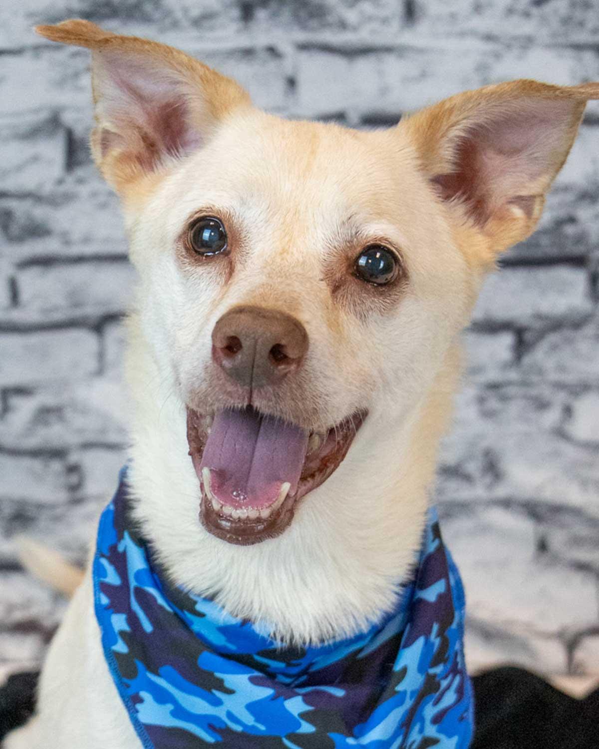 Greyson, Adoptable, Senior Male Labrador Retriever & Shepherd.