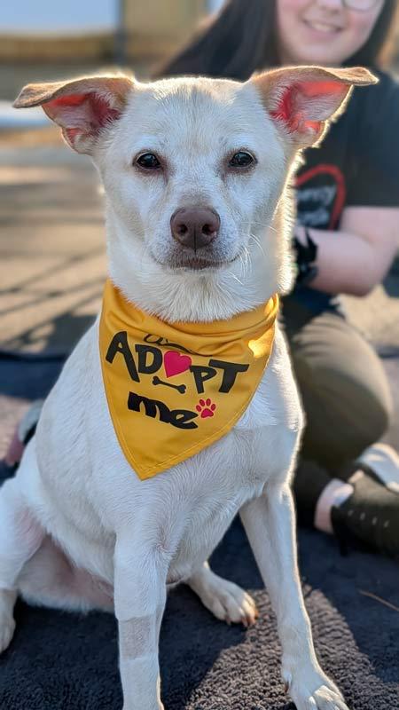 Greyson, a Adoptable mixed breed in Kennesaw, GA image 5/6