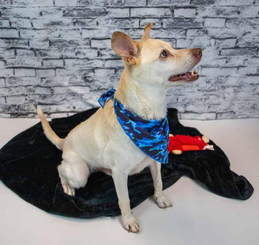 Greyson, a Adoptable mixed breed in Kennesaw, GA image 2/6