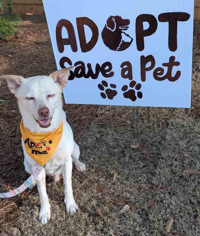 Greyson, a Adoptable mixed breed in Kennesaw, GA image 6/6