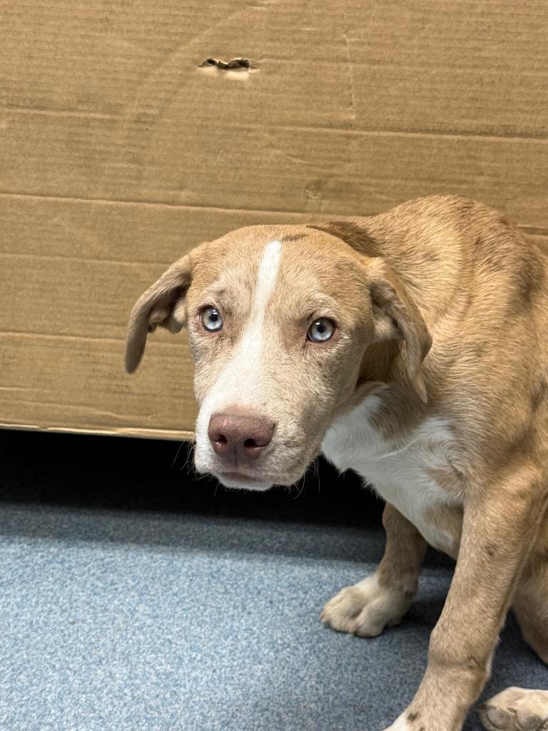 Enlarge Domino, a Adoptable mixed breed in Sapulpa, OK image 1/2
