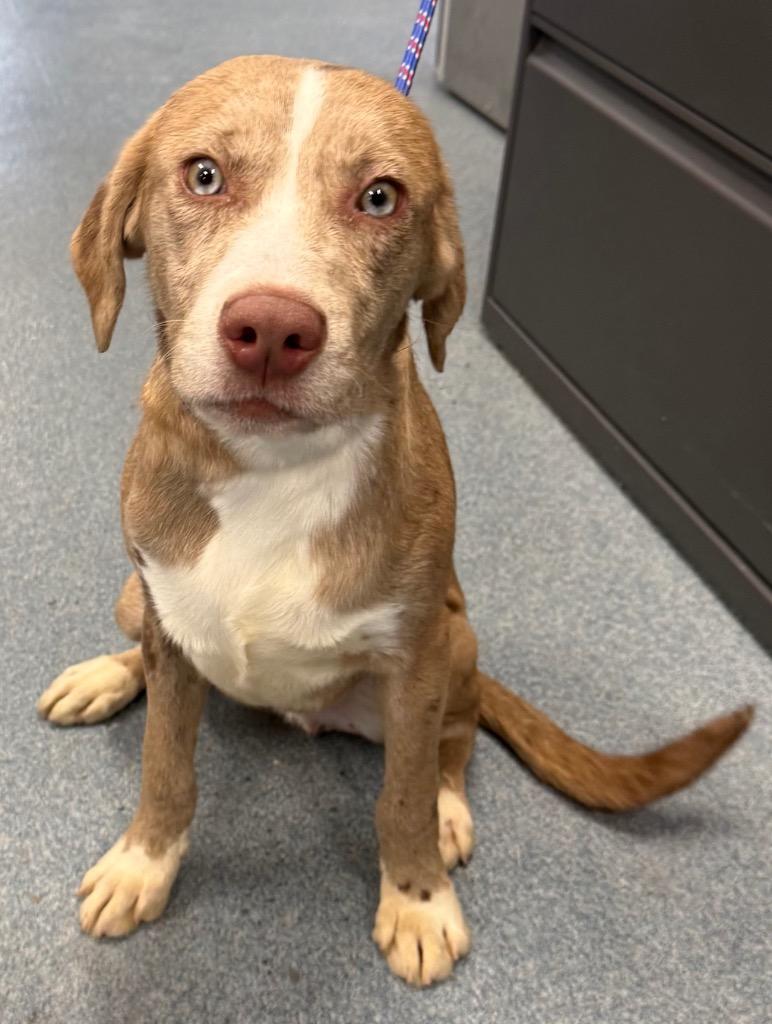 Enlarge Domino, a Adoptable mixed breed in Sapulpa, OK image 2/2