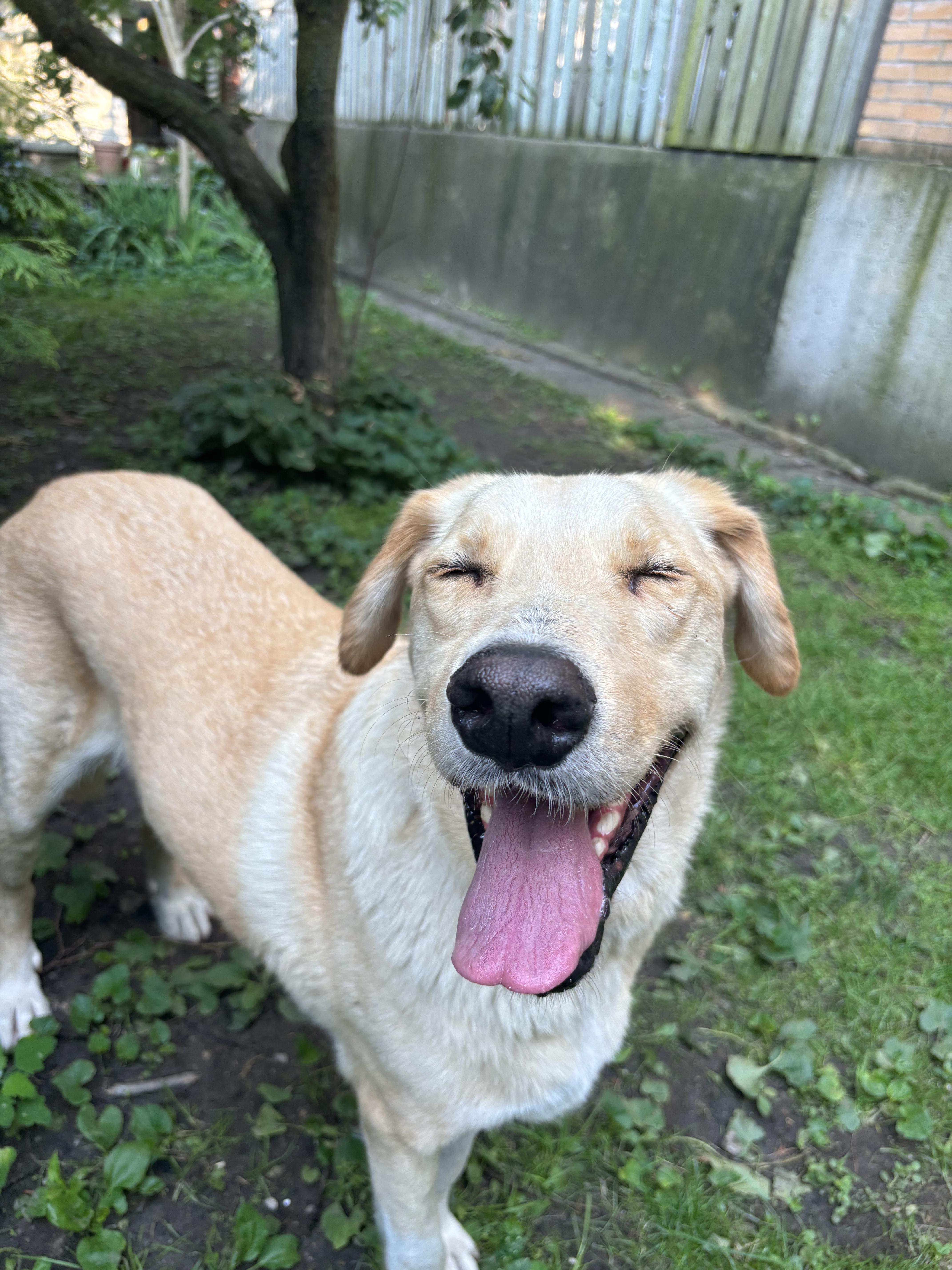 Enlarge Brayan, a Adoptable mixed breed in Toronto, ON image 1/6