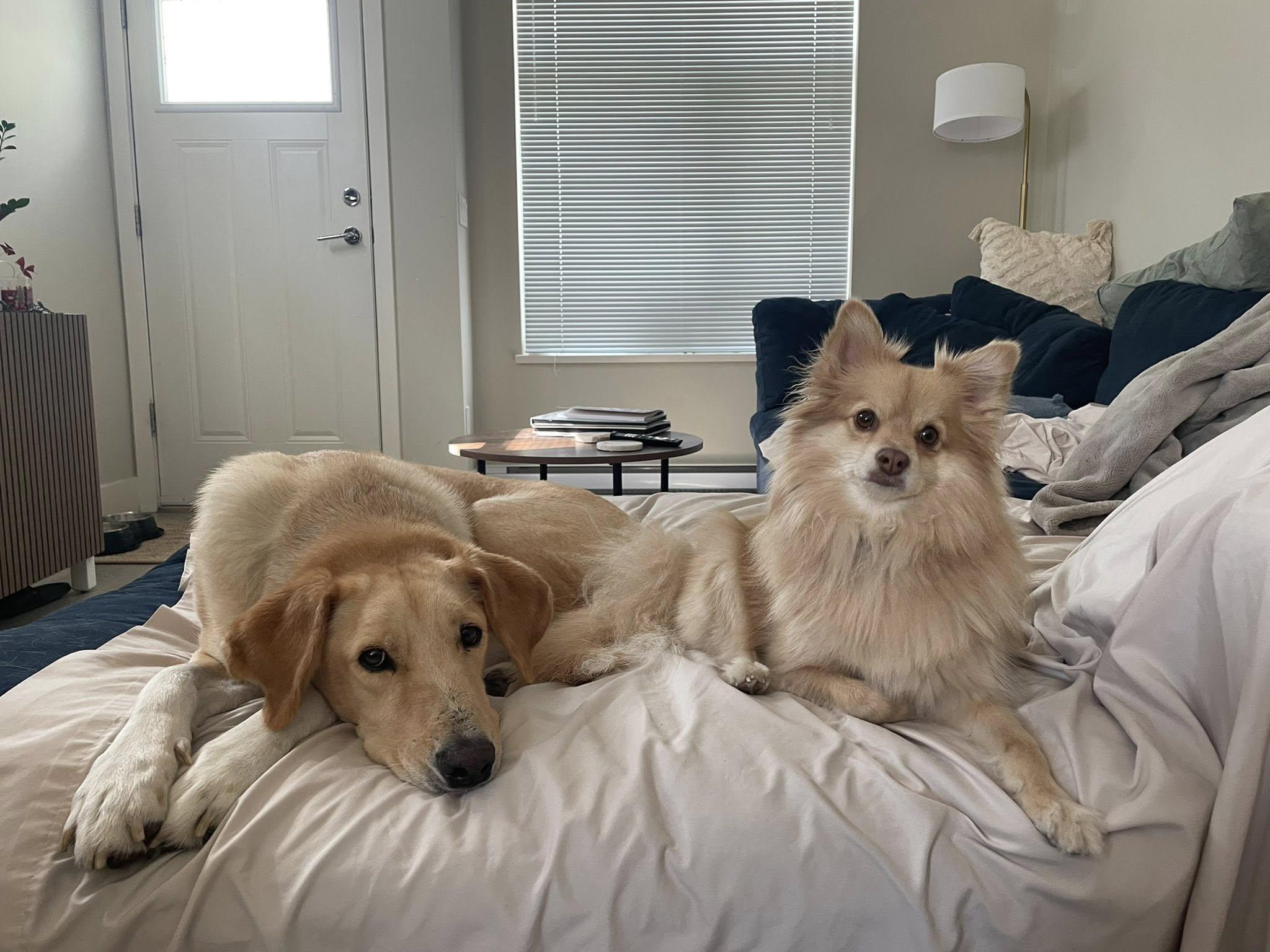 Enlarge Brayan, a Adoptable mixed breed in Toronto, ON image 4/6