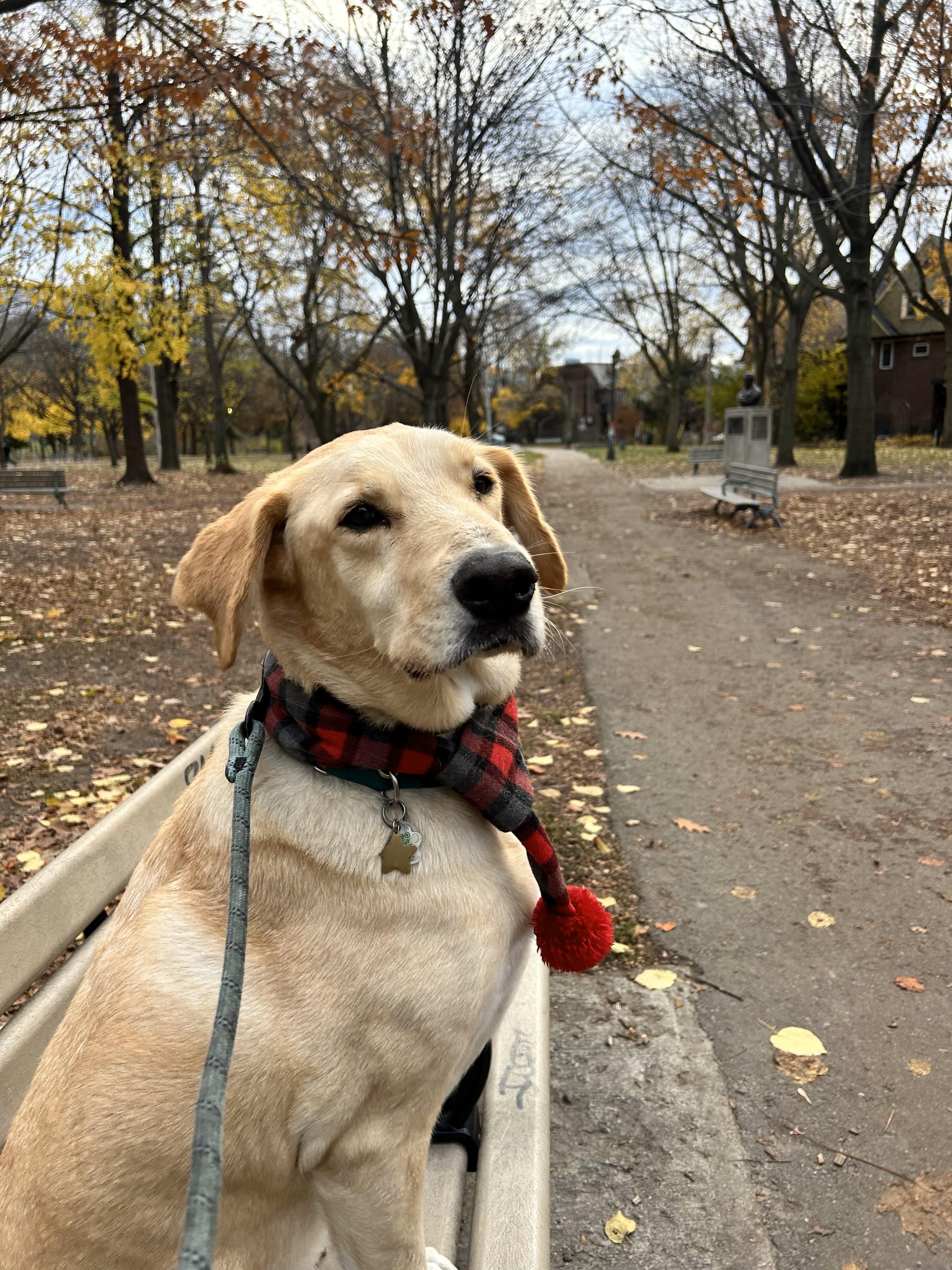 Enlarge Brayan, a Adoptable mixed breed in Toronto, ON image 2/6