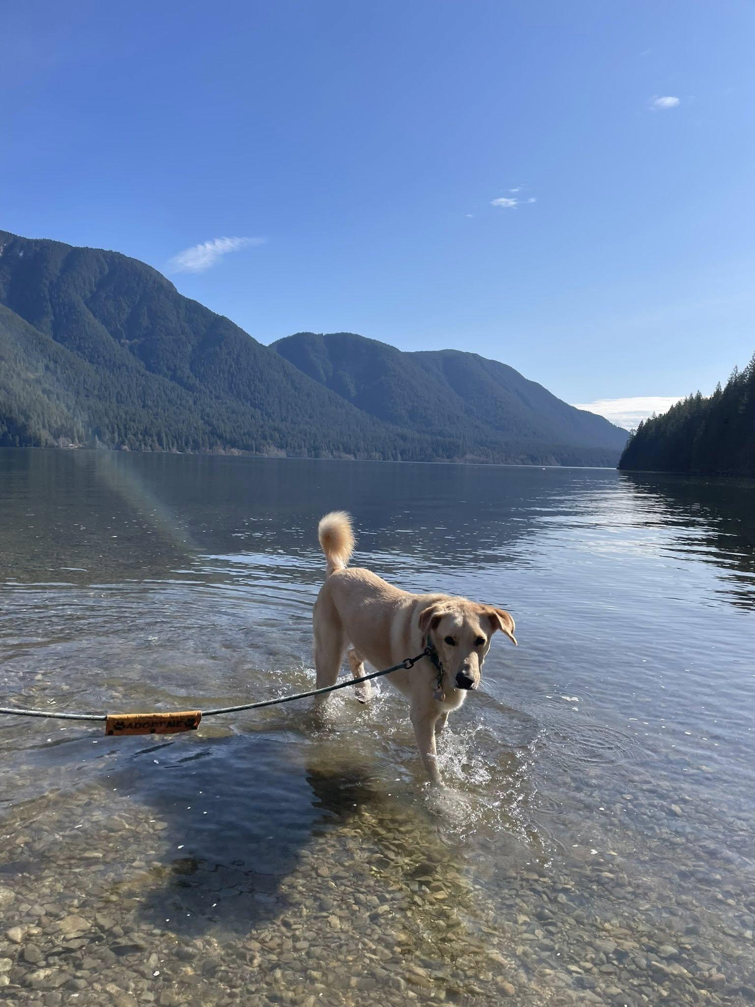 Enlarge Brayan, a Adoptable mixed breed in Toronto, ON image 3/6