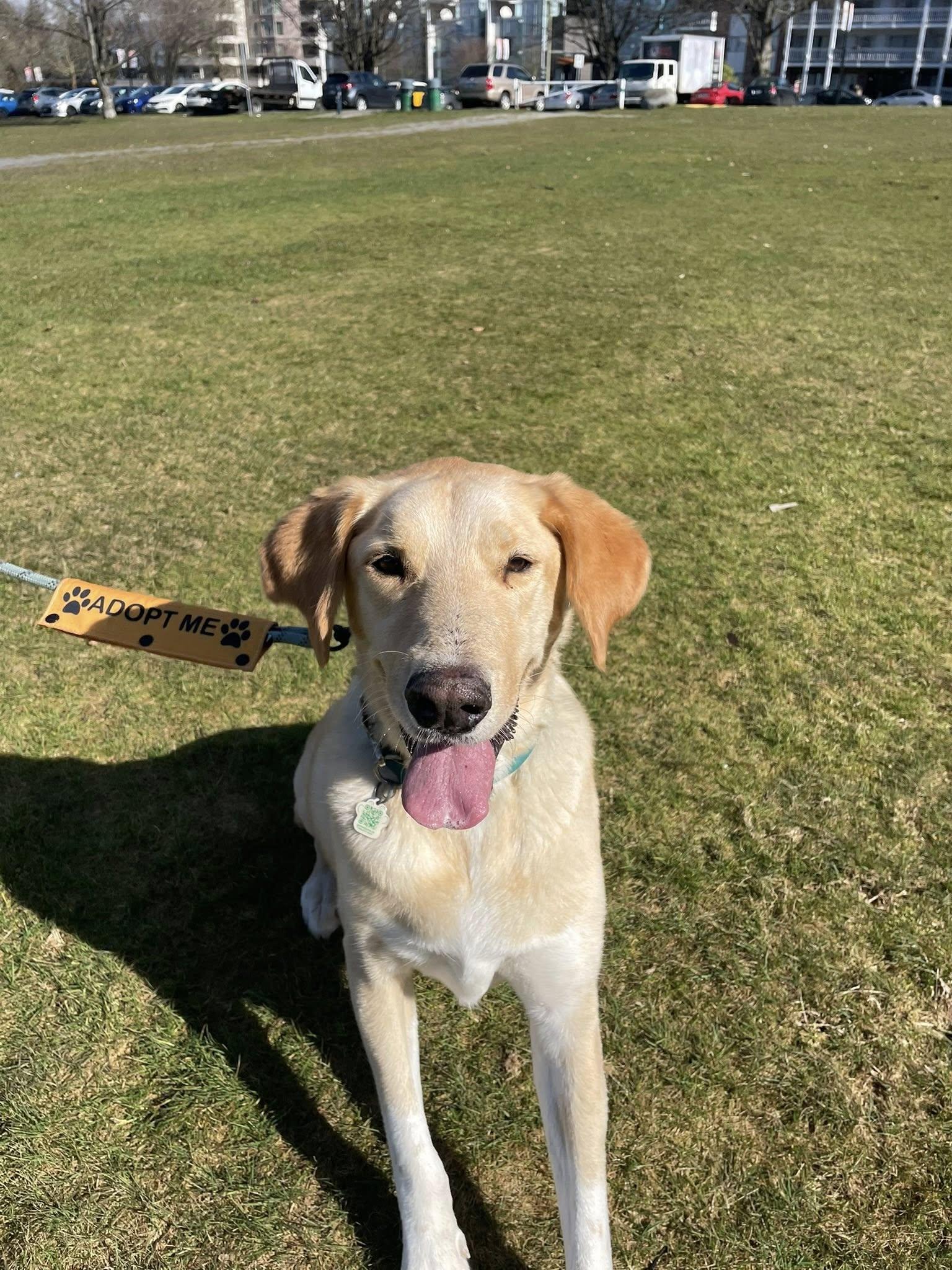 Enlarge Brayan, a Adoptable mixed breed in Toronto, ON image 5/6
