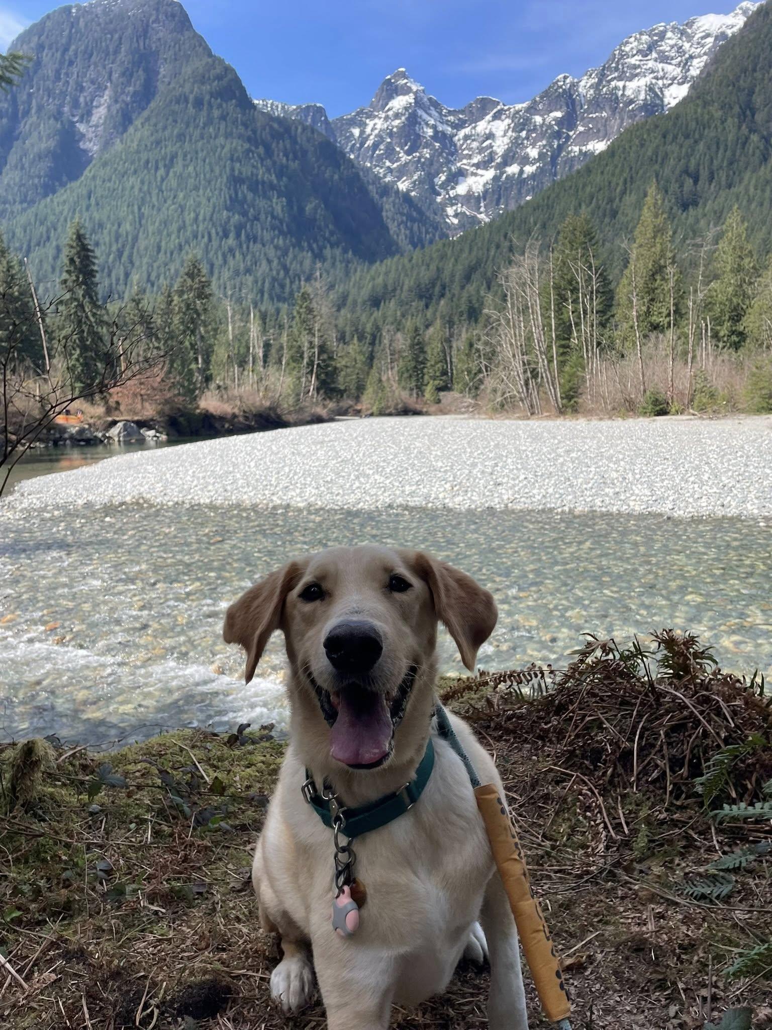 Enlarge Brayan, a Adoptable mixed breed in Toronto, ON image 1/6