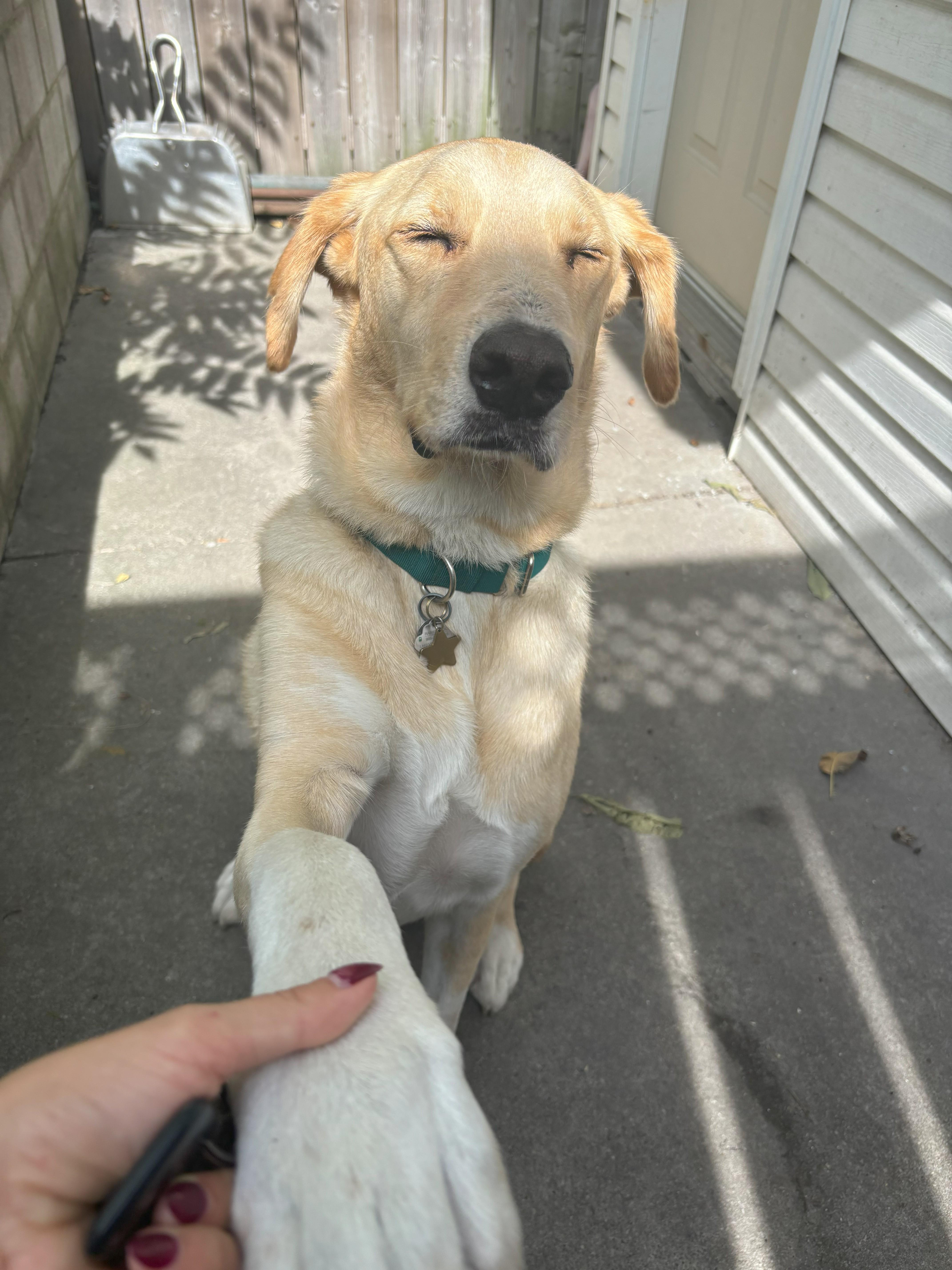 Enlarge Brayan, a Adoptable mixed breed in Toronto, ON image 3/6