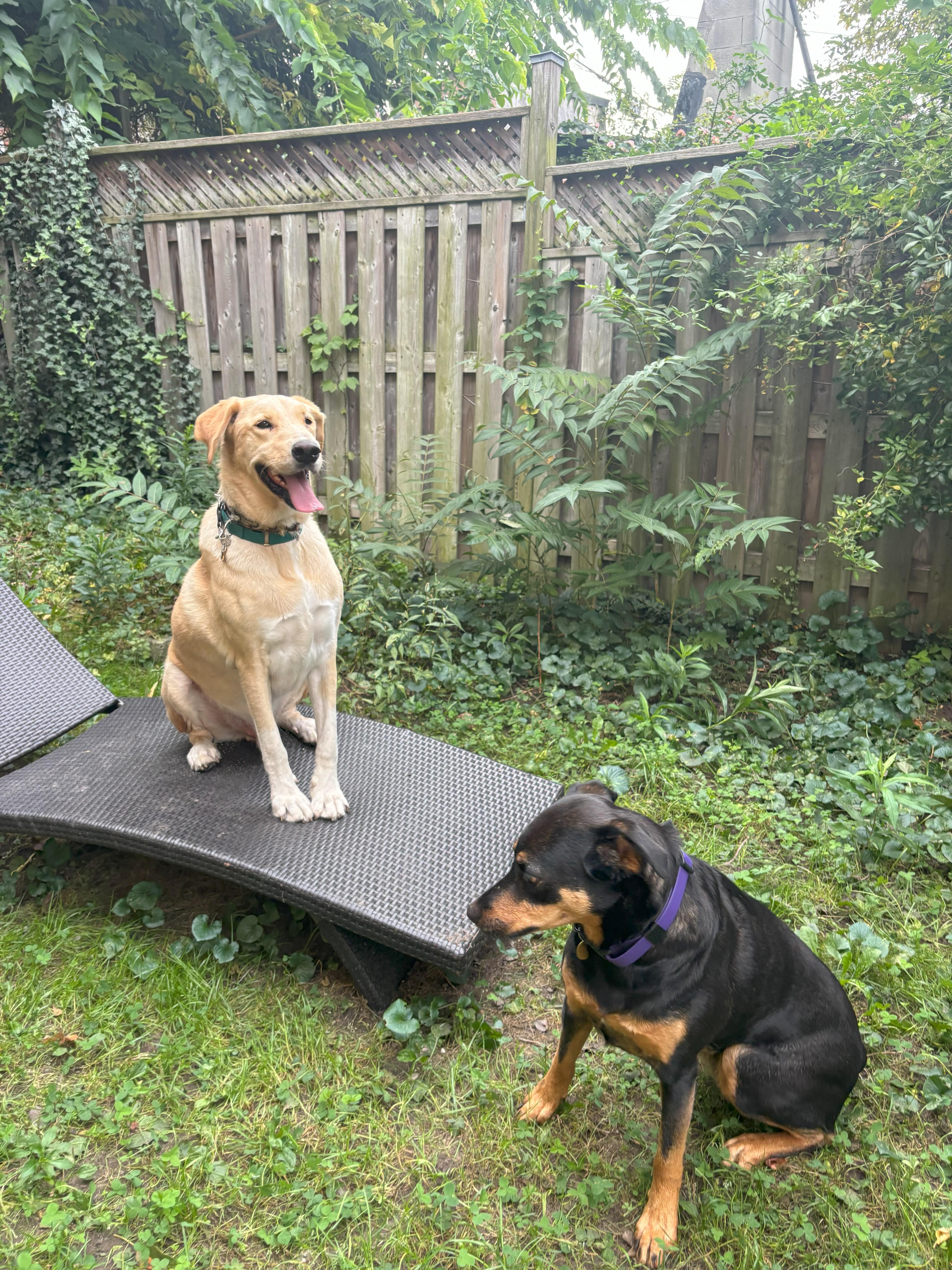 Enlarge Brayan, a Adoptable mixed breed in Toronto, ON image 4/6