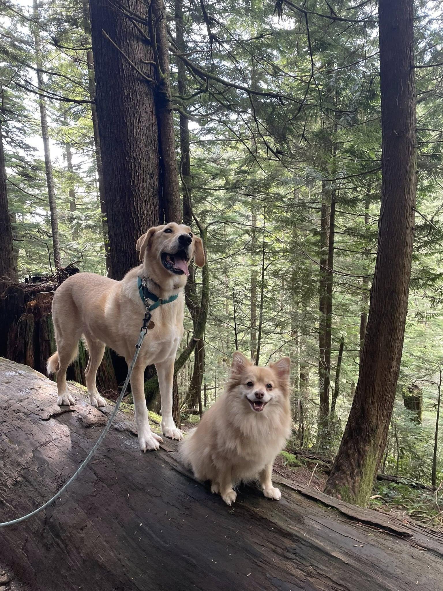 Enlarge Brayan, a Adoptable mixed breed in Toronto, ON image 2/6