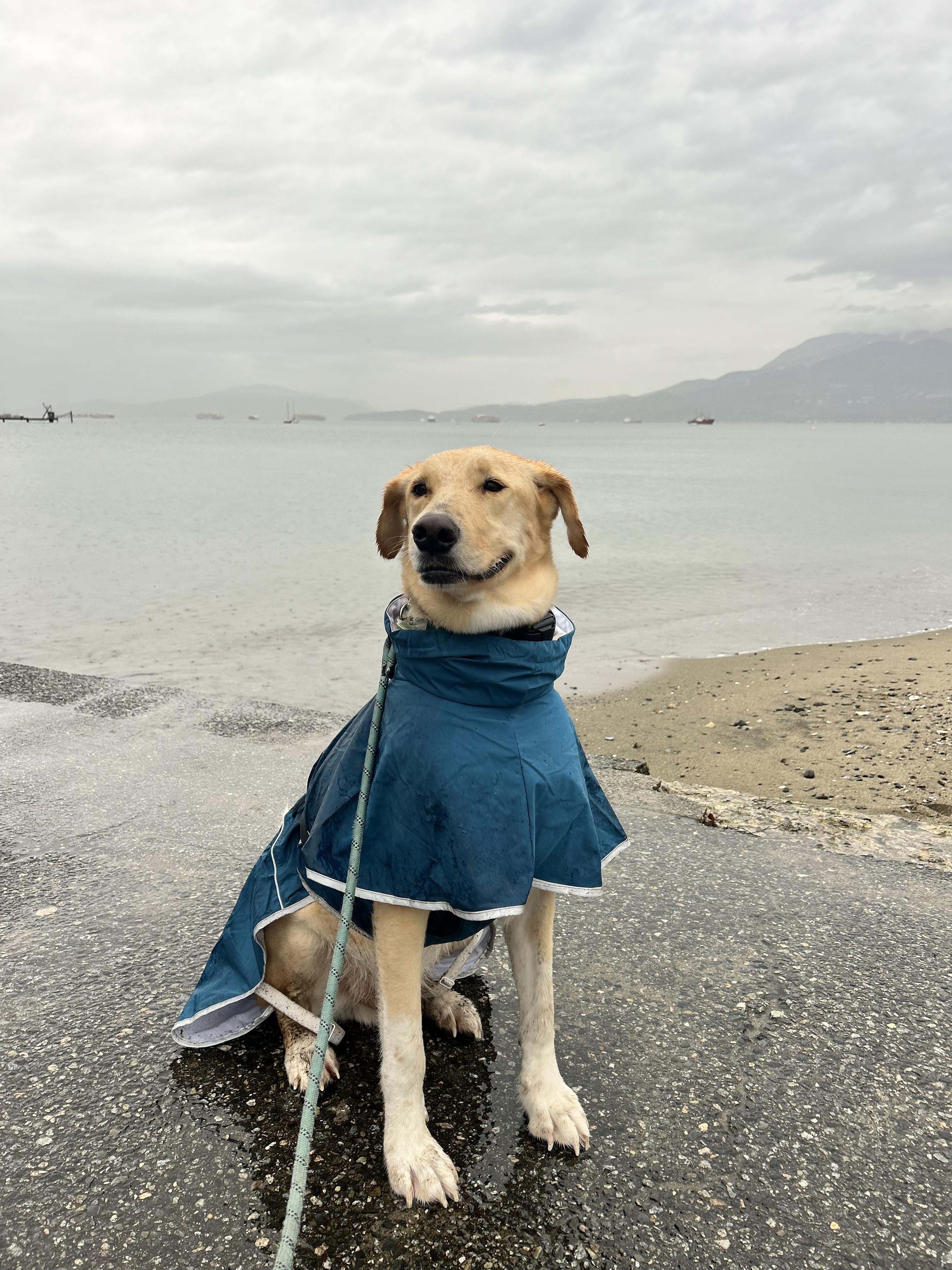 Enlarge Brayan, a Adoptable mixed breed in Toronto, ON image 5/6