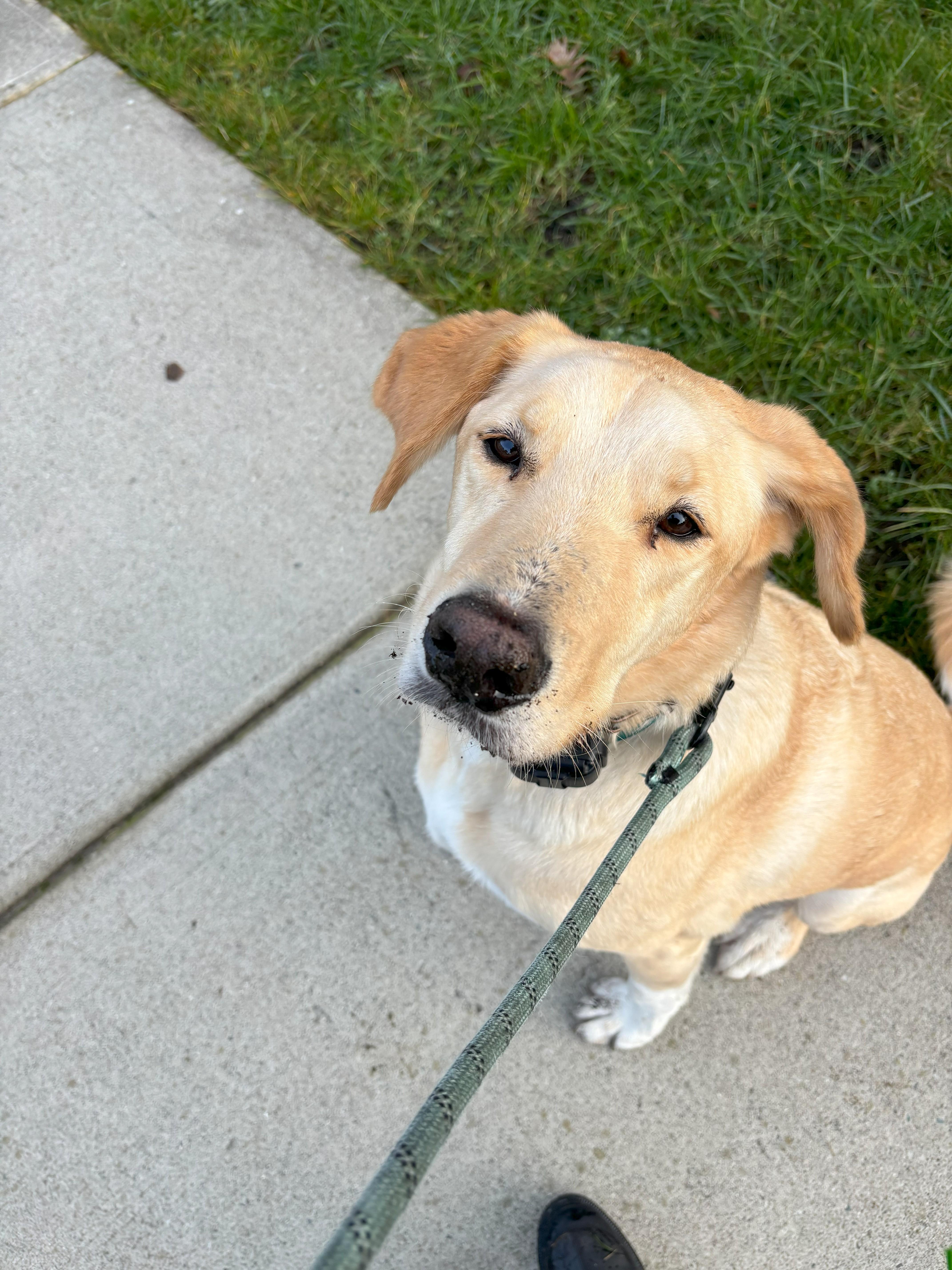 Enlarge Brayan, a Adoptable mixed breed in Toronto, ON image 6/6