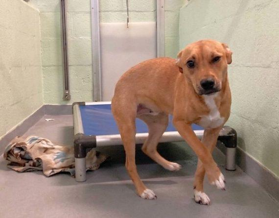 Enlarge Maria, a Adopted Mixed Breed in Durham, NC image 1/1