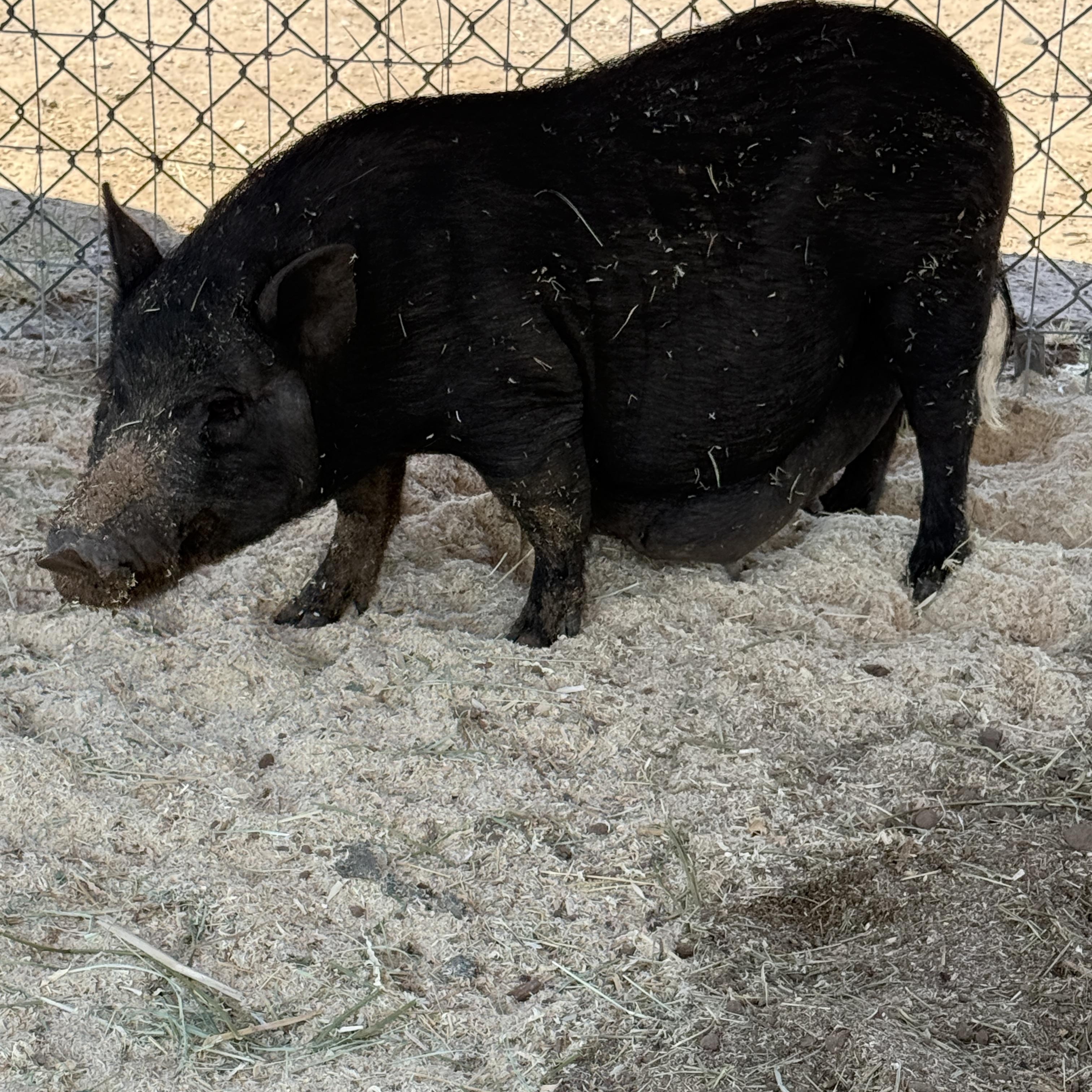 Enlarge 2-863 Linguica, a Adoptable Pig in Phoenix, AZ image 1/1