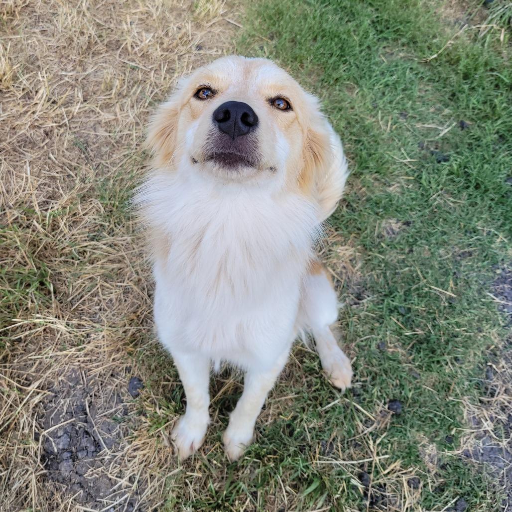 Foxy, Adoptable, Young Female Mixed Breed.