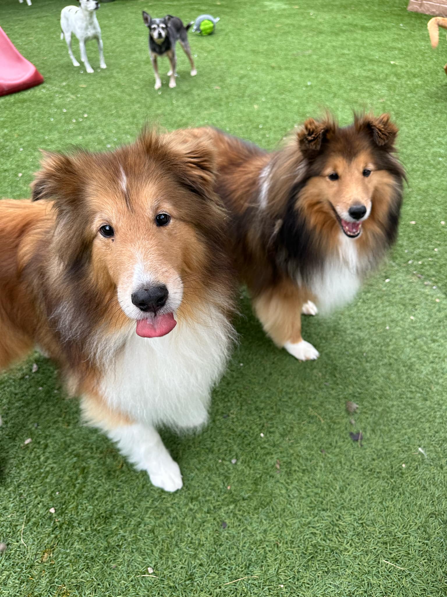 Dog for adoption Alex and River bonded pair, a Shetland Sheepdog / Sheltie in Groton, CT