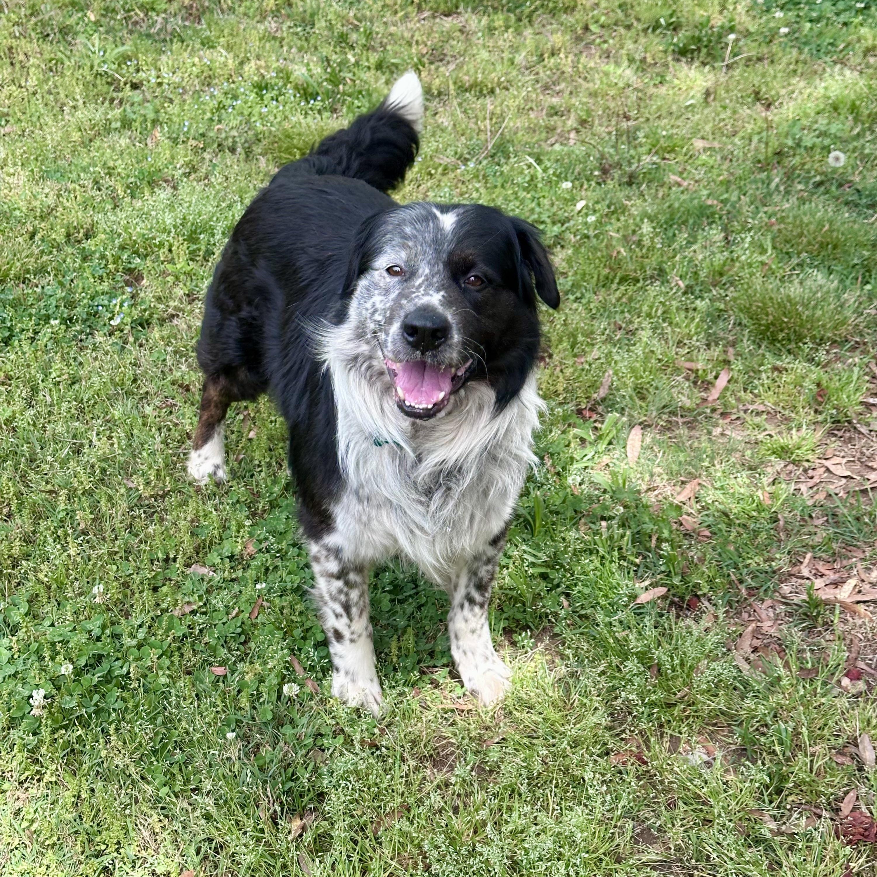 Enlarge Scout, an adopted mixed breed in Charlotte, NC image 3/4