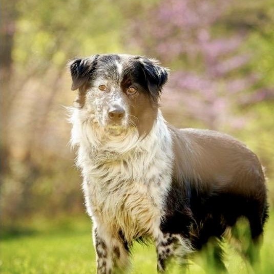 Scout, adopted, Adult Male Australian Shepherd.