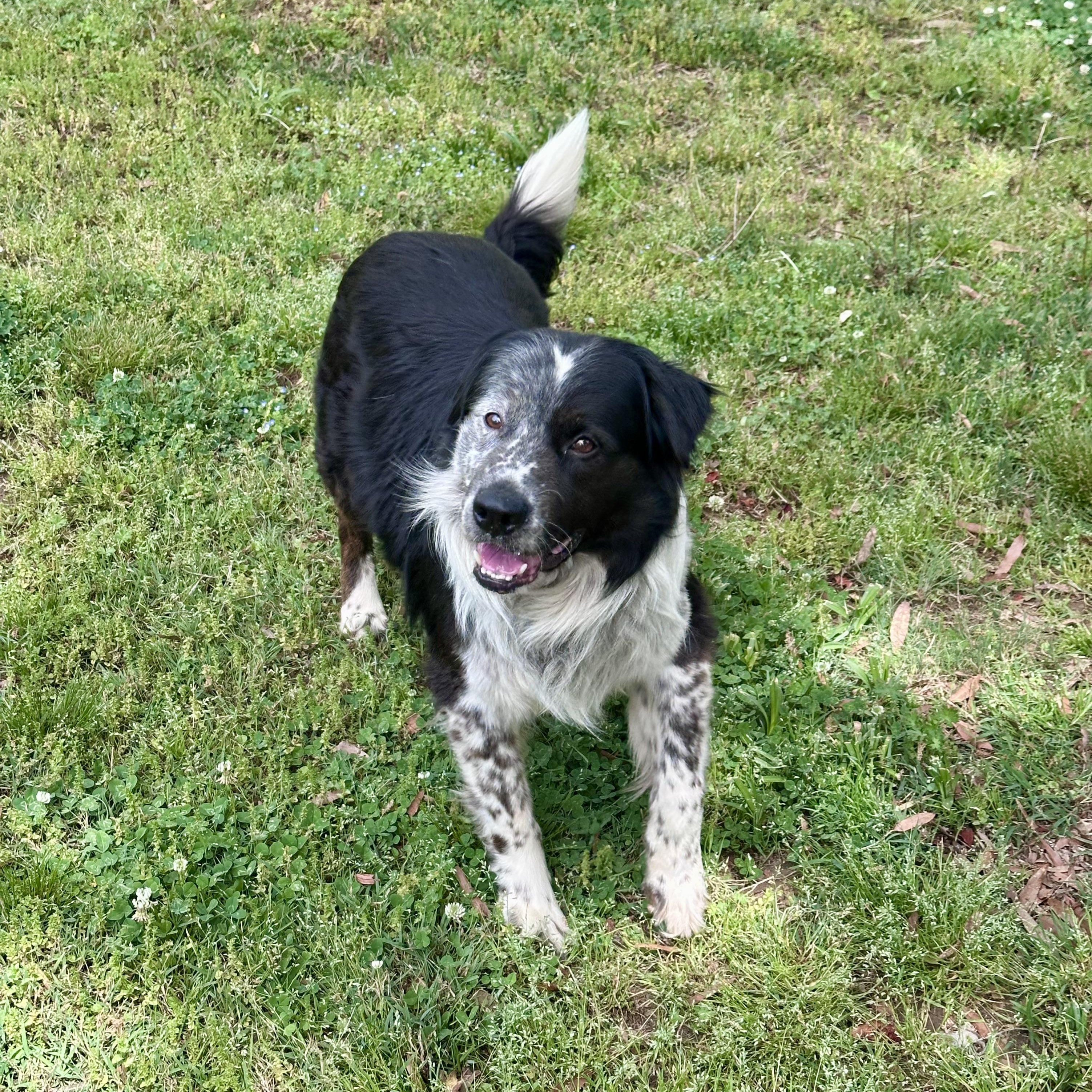 Enlarge Scout, an adopted mixed breed in Charlotte, NC image 4/4