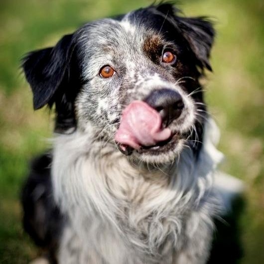 Enlarge Scout, an adopted mixed breed in Charlotte, NC image 2/4