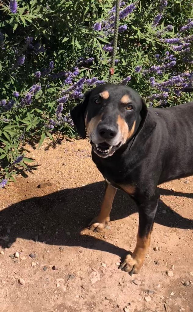 Sir Duke, Adoptable, Senior Male Hound.