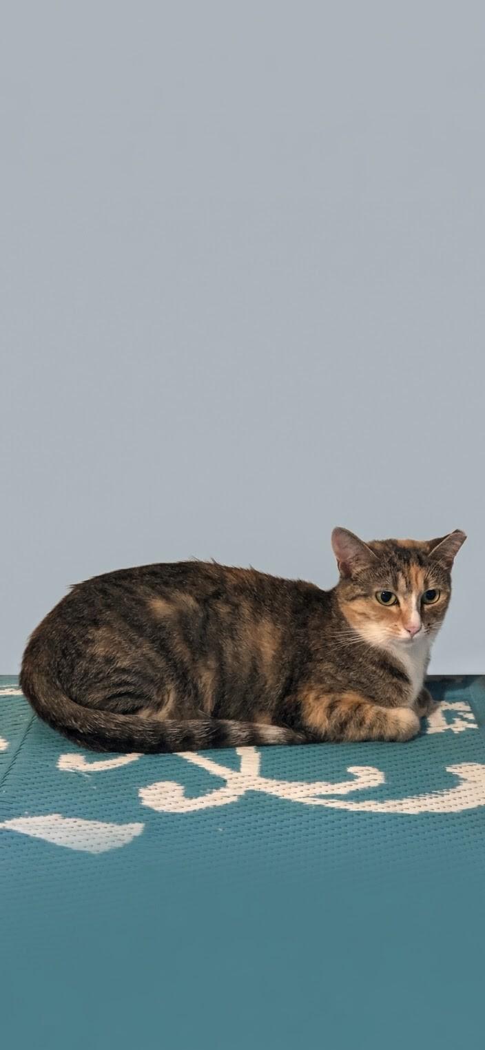Butterscotch, Adoptable, Adult Female Calico.