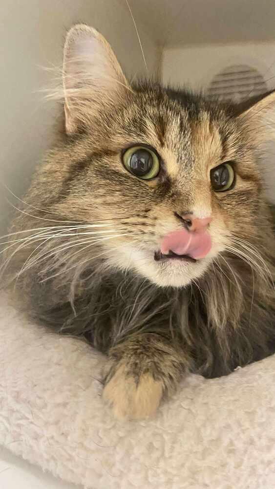 Layla Lou, Adoptable, Adult Female Domestic Medium Hair.