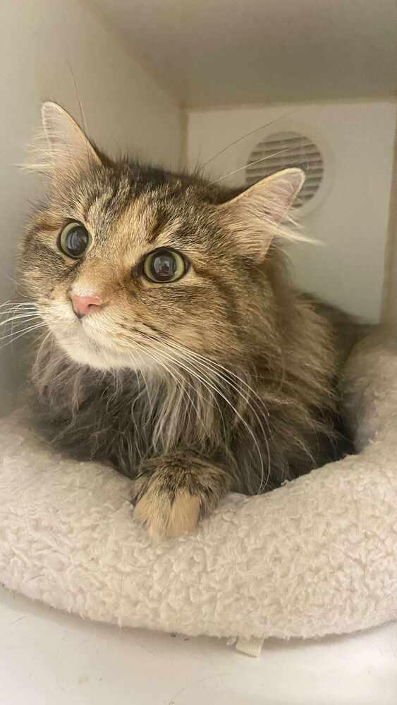 Enlarge Layla Lou, a Adoptable Domestic Medium Hair in Evansville, IN image 2/6